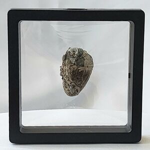 Unidentified Late‎ Cretaceous Period Fossil Display North Mississippi Clak Rare